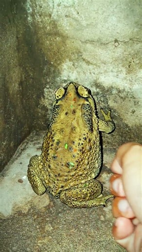 #Funny Catching Videos #007 1 #frog