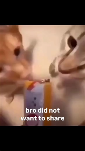 12K views · 304 reactions | Close up pictures of cats on Reels | Facebook