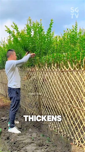 Amazing Chinese tree shaping technique🌳