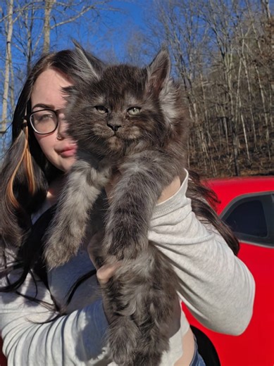 Adorable Maine Coon Kittens at 8 Weeks Old