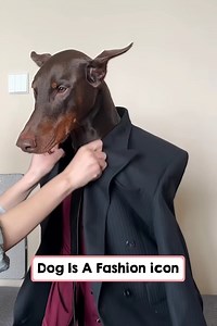 Doberman Dog Is A Fashion Model. | Animals Studio