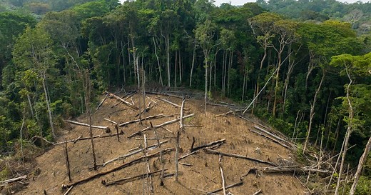 Deforestation fronts threaten global forests