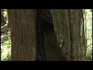 Vancouver Island Tree Stories-CULTURALLY MODIFIED TREES