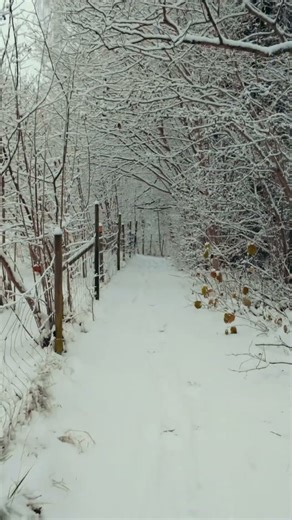 Quiet Snowy Forest Walk ❄️ Peaceful Winter Scenery