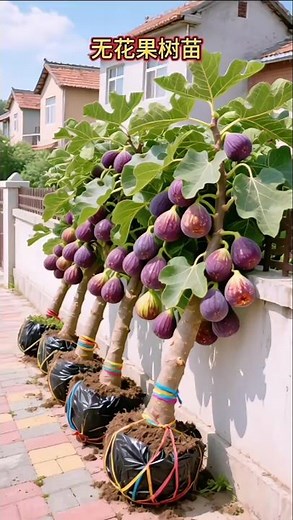 Amazing Fig Harvest | High Yield Fig Tree Variety | Fresh & Delicious Figs