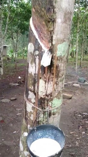 😳 Rubber Tree Se Nikalta Hai Doodh? Ek Galti Aur Ped Khatam!