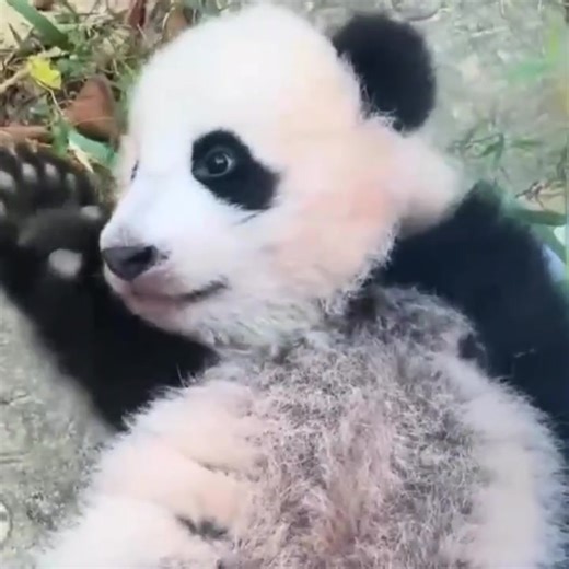 9.9K views · 1.2K reactions | Super cute peluche!  #panda #fluffy #pandas #cute #naturephotography #nature #care #beautiful #love #dance #babypanda #babypandas #eating #funnyanimals #motherhood | Pandas, a Light In My Heart | Facebook