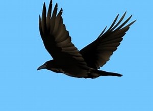raven flies