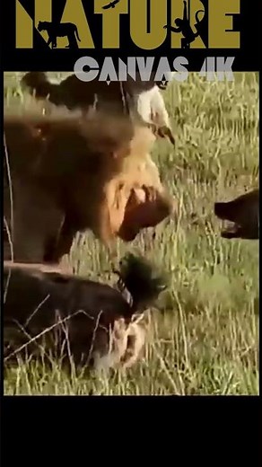 Lion Tricked by Hyena: Epic Wildlife Deception Battle