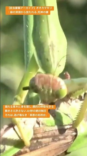 【昆虫衝撃アーカイブ】オオカマキリ：緑の深淵から放たれる、死神の鎌 #4k #insects #昆虫図鑑 #昆虫観察 #昆虫撮影 #昆虫採集 #stagbeetle #undaze #asmr #猟虫