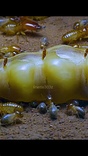 The Fascinating Life of a Termite Queen: Living for 50 Years