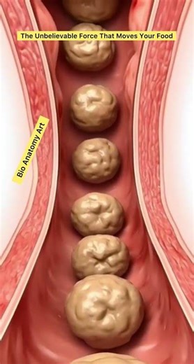 The Unbelievable Force That Moves Your Food | Bio Anatomy Art | Gut Health