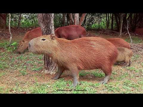 Cri du capybara - le sifflement / le grognement / l'aboiement