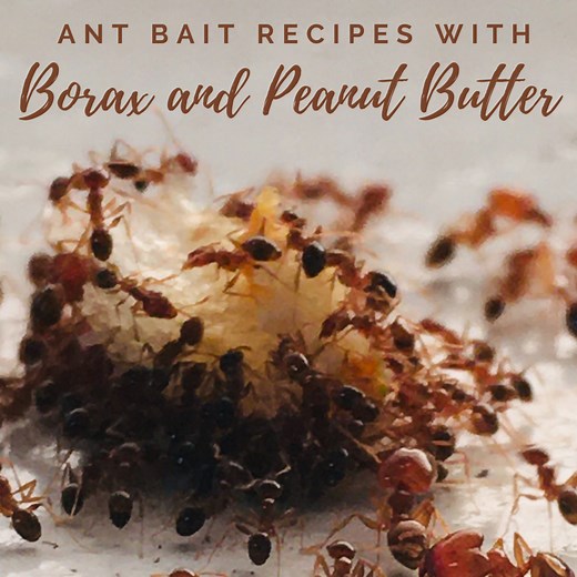 These DIY Ant Bait Recipes Are Easy to Make and Effective