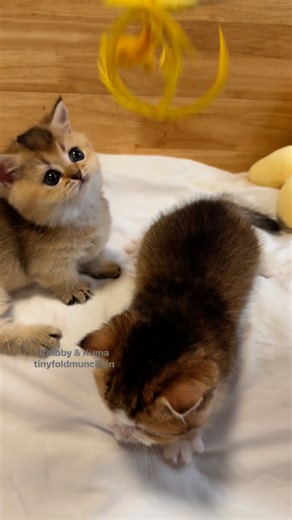Chibby and Kuma #kitten #munchkin @tinyfoldmunchkin | Berkeley Hills Cattery