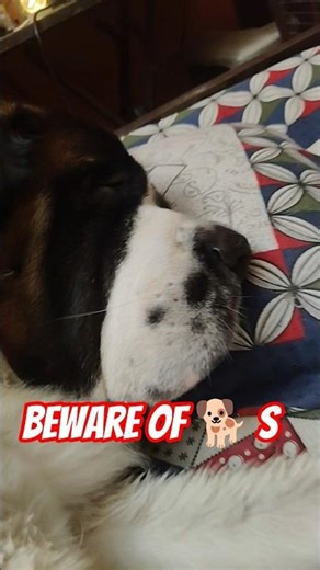 Beware of Dogs #gupi_boyha_comedy #gopi #comedy #viral #funny #pets