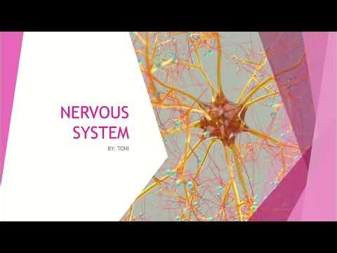 CSEC Biology & HSB CRASH COURSE|•NERVOUS SYSTEM CRASH COURSE (neuron, action potential, past paper)🧬