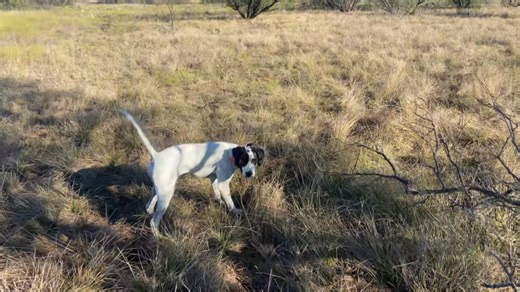 1.1K views · 26 reactions | Lilly on a single- English Pointer female in training | Big Country Kennel & Outfitters | Facebook