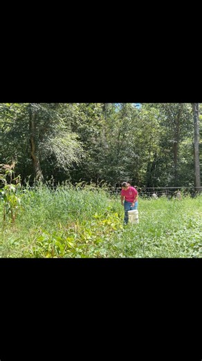 We’re slowly breathing new life into the old farmland at our new property. 🚜 Andy gives the bulldozer a good scrub, then uses the mini excavator to clear and restore another stretch of ground. Meanwhile, I’m in the gardens — picking black-eyed peas near the house and gathering crowder peas down at the creek. Five minutes of heavy work, fresh harvests, and the peaceful rhythm of homestead life. 💛 #RestoringFarmland #OldFarmRestoration #HomesteadLife #MiniExcavatorWork #BulldozerMaintenance #Cle