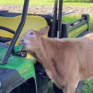 17M views · 10K reactions | Everyone knows how dogs often like...