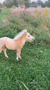 148K views · 1.6K reactions | In case you wanted to know what Theos little whinny sounds like …. Here you go, and you’re welcome 殺 Theo saw Baxter puttering out front of the barn and was yelling hello . Sophie called him after this and he ran back over to the herd. Theo is super chatty and whinnies out to anyone he sees . He’s like the little kid in the store who has to say “hi!” to everyone . | Black Goat Farm and Sanctuary | Facebook