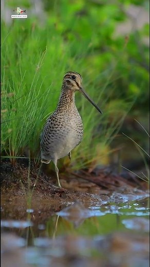 Nghe gió thôi mà cũng giật mình ... Rẽ giun Á Châu #wildlife #birds #nature