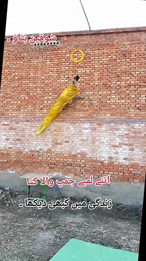 please don't under review and growth my account #jumpingdog #dogjump #dogloversoftiktok #viralvideo #trading #foryou #please #growmyaccount #formen