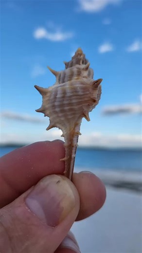 71 reactions · 3 comments |  Shell Spotlight: The Mighty Murex!...