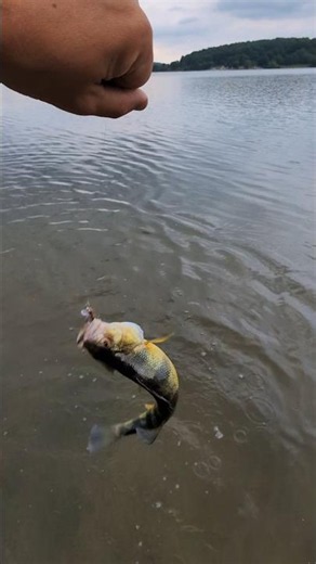 Yellow Perch attack MAX4 Micro Minnow jerkbait Fishing Lure