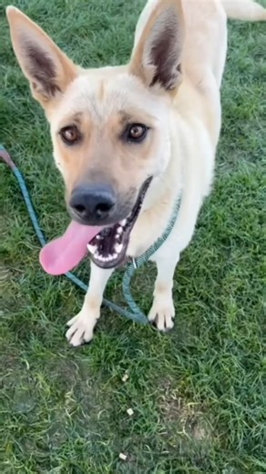 2.2K views · 77 reactions | TWEETY is now a 30 DAY DOG! Tweety...