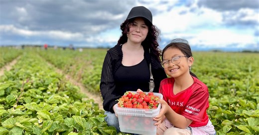 Brist på jordgubbar även vid självplock ”Mycket omoget”
