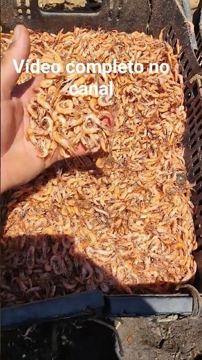 How to cook more than 20 kg of shrimp #fishing #