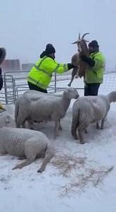 Caught on Camera: Incredible Rescue During Heavy Snowfall #Rescue #RealRescue #RescueTeam #Emergency