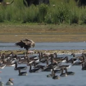 11M views · 10K reactions | Chand's collection on Reels | Facebook