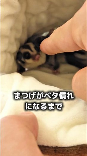 Until the escaped flying squirrel becomes completely tame