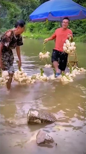 Easy Way to Split Jicama Fruit