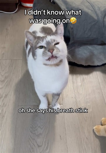 Funny Cat Moments That Will Make You Smile