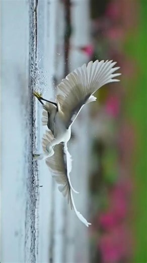 Short Wildlife Film | Breathtaking Nature & Animal Shots #wildlife #film #natureimpact