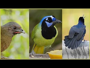 Texas Bird Safari: 50 Beautiful Birds of the Southern USA | 4K Video