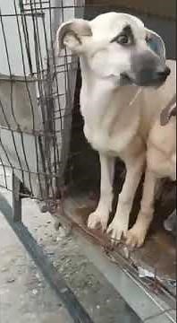 GRAPHIC: 60+ Dogs Brutally Tortured & Killed By Employees Of Russian Shelter [Story Below]