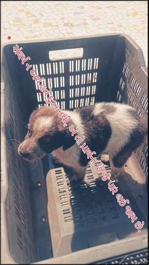 little moments #littlelife #little #dog