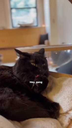 @NEKO Cat Cafe Elvira cLeArly making an eXAmPle here 😤 stay safe out in them spooky streets 🤦‍♀️ #nekocatcafe #catcafe #elviraseason #seattle #elviraszn #spooky #spookyseason #blackcat #elvira #blackcatsoftiktok #residentcat #catofthemonth #bellinghamwa #washingtonstate #cafecat #cafecats #cattok #catsoftiktok