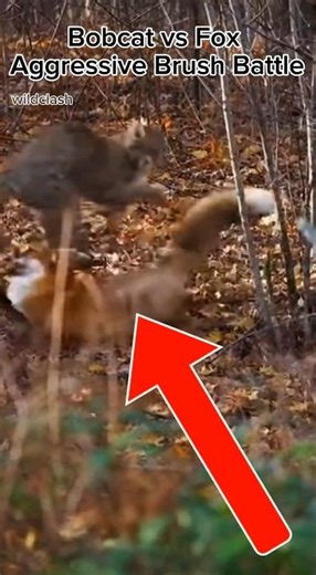 Bobcat vs Fox Aggressive Brush Battle – Virginia USA