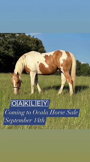 2.8K views · 12 reactions | Coming to Ocala Horse Sale  Saturday,...