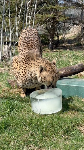 181K views · 4.3K reactions | 流 Ice Ice Kitty! As summer temps arrive at sanctuary, our caretakers are making sure our rescues stay extra cool with frozen enrichments! ☀️️ #wildcats #catsanctuary #WildcatSanctuary #hybridcat #rescuedcat #hybridcats #wildcat #rescue #enrichment #ice #kitty #wild #cat #catstagram #catsoffacebook #cats_of_world #nonprofitorganization #nonprofit | Wildcat Sanctuary | Facebook