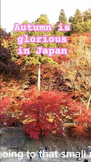 Japanese Maple Leaves in Full Color | Korankei Gorge Autumn, Aichi Japan