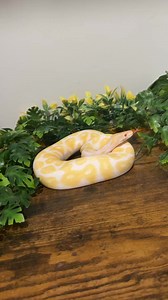 Call me a hype man! Shout to bob looking like a fine piece of art #ballpython #ballpythons #ballpythonsofinstagram #ballpythonmorph #albino #python #pythons #snake #snakes #snek #reptile #reptiles #reptilekeeper #reptilelover #reptilesofinstagram #pet #pets #reels #viral #animal #hype #hypeman #animal #animals #daily #instagram #tiktok #cute #funny | Black Lake Reptiles