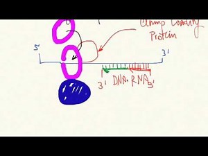 Movie 2 DNA Replication