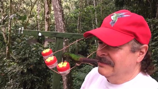 Hummingbird Hat for Bird Lovers