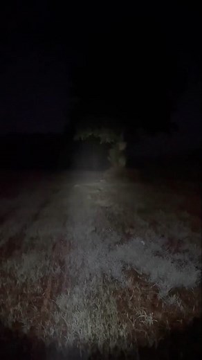 Terrifying Encounter in the Forest: Beware of What Lurks